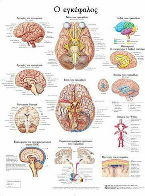 Ανατομικός Χάρτης: Ο Εγκέφαλος