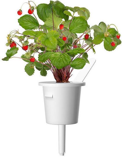 Click and Grow Σπόροι Φράουλας 3τμχ