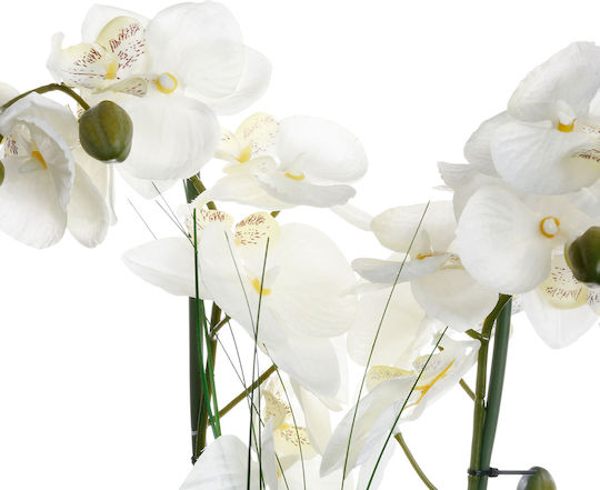 White Orchid Potted Plant