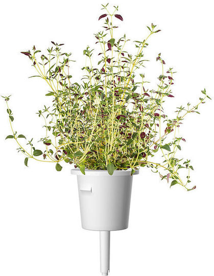 Click and Grow Σπόροι Λάχανου Πολύχρωμο 9τμχ