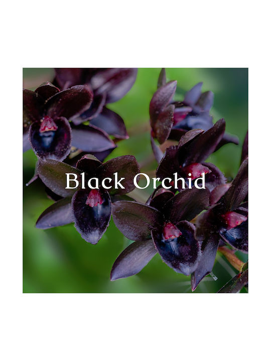 Cereria Molla Aromatisches Kerze in Gefäß mit Duft Black Orchid & Lily 230g