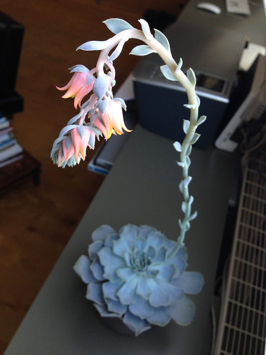 Echeveria Lilacina 5.5cm