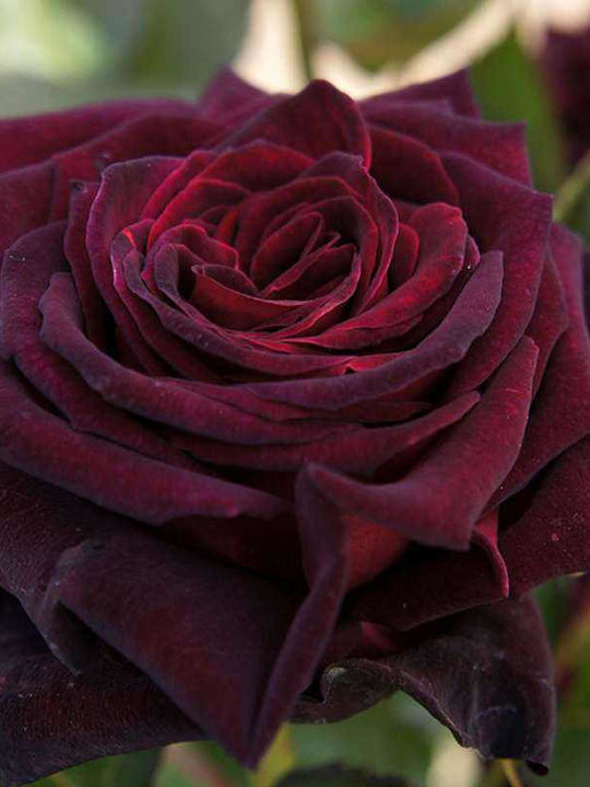 Rose Baccarat negru 2lt