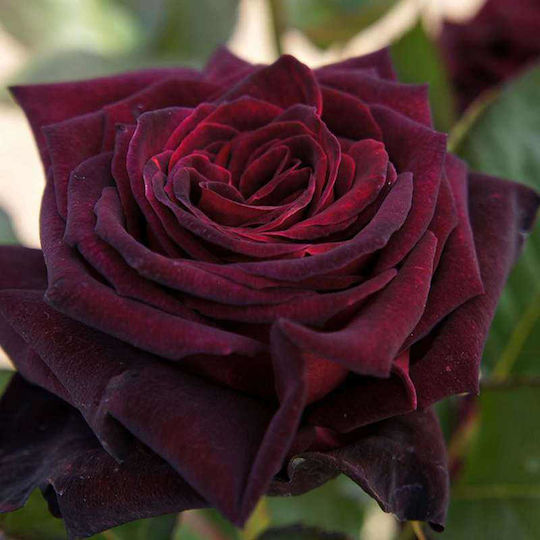 Rose Baccarat negru 2lt