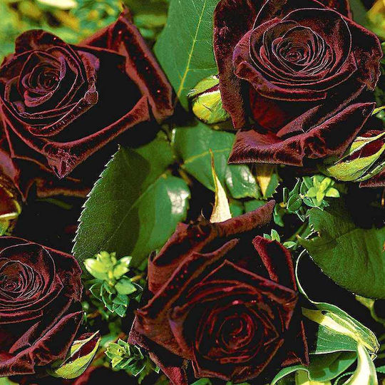 Rose Baccarat negru 2lt