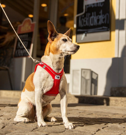 Curli Λουρί/Οδηγός Σκύλου Ιμάντας Ultra Strong Pocket Leash Small σε Ασημί χρώμα 1.1m