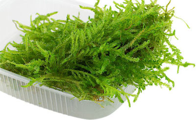 Tropica Vesicularia Ferriei Weeping Moss Portion Plantă acvatică vie 12406