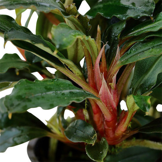 Tropica Bucephalandra Sp. Ζωντανό Φυτό Ενυδρείου Bucephalandra