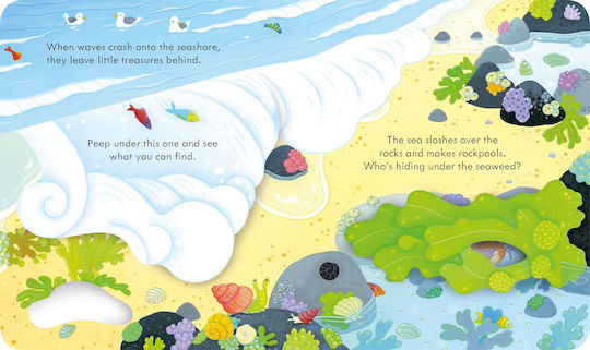 Peep Inside the Seashore