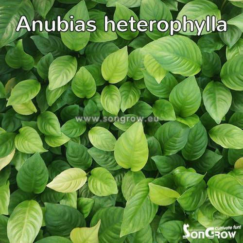 SonGrow Anubias Heterophylla Plantă Acvatică Vie