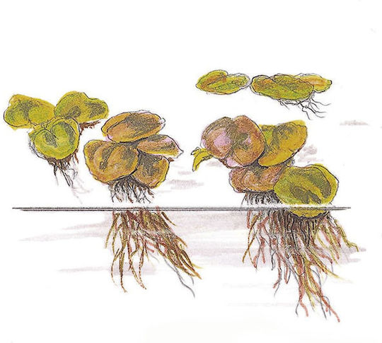 Tropica Phyllanthus Fluitans 1-2-Grow