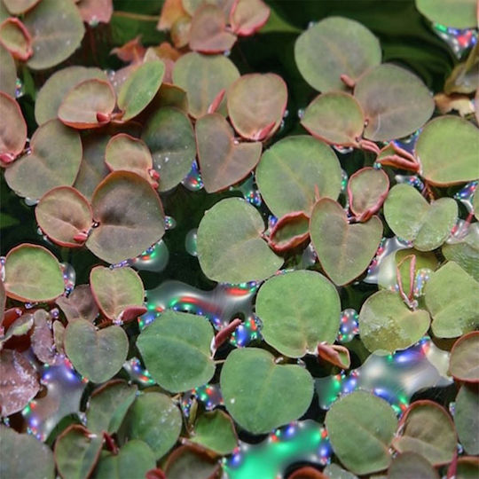 Tropica Phyllanthus Fluitans 1-2-Grow