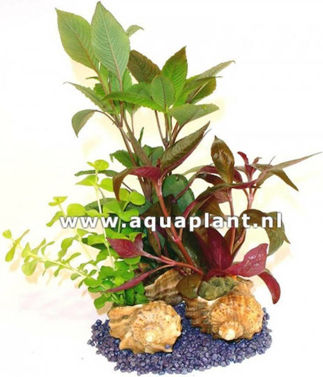SonGrow 2 Species Stem Plants in Shell