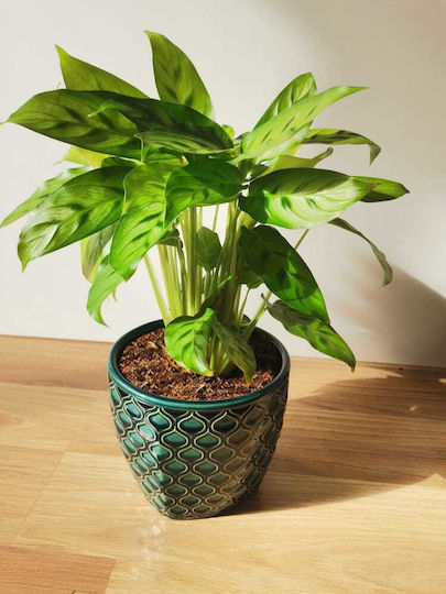 Polnix Übertopf Keramik Türkis 14x14x12εκ.