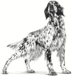 Royal Canin Veterinary Cardiac 2кг Суха Храна за Възрастни Кучета с Птици и Ориз