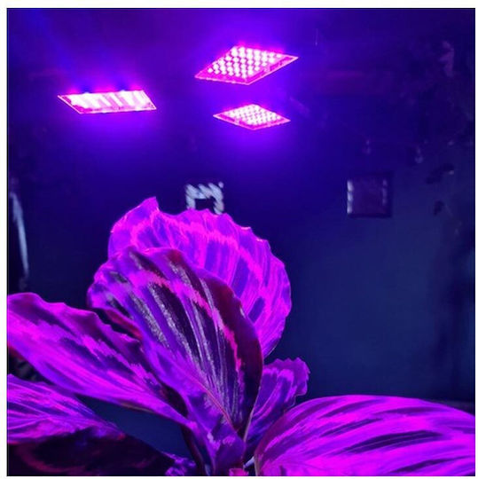 Pendant Grow Light with LED and Power 8W L23xW23xH9.5cm.
