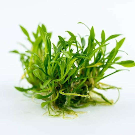 Tropica Cryptocoryne Wendtii Cryptocoryne Nevilli Live Aquarium Plant