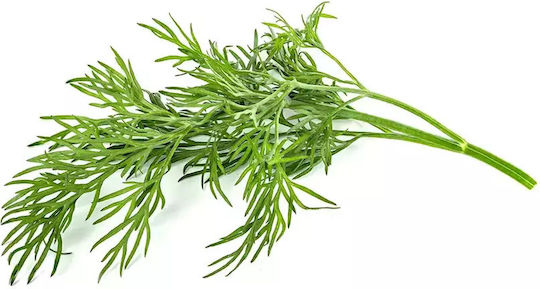 Click and Grow Σπόροι Άνηθος 3τμχ