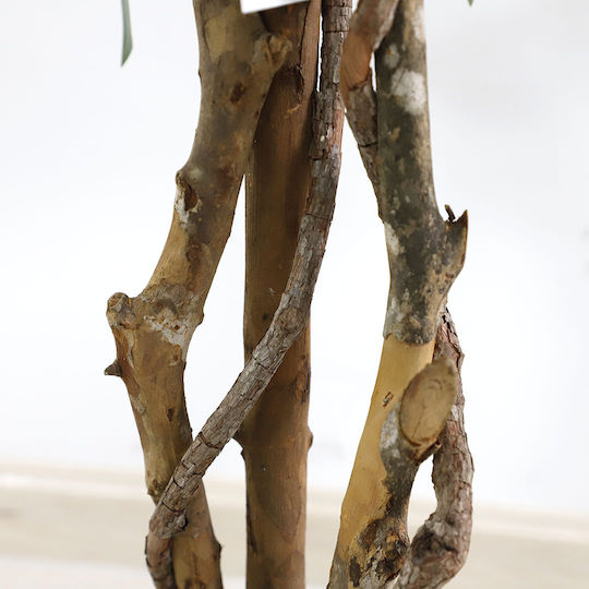 Ficus Baum im Freien 180cm Newplan