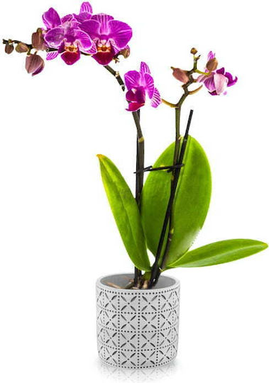 Polnix Plant Pot Concrete Gray