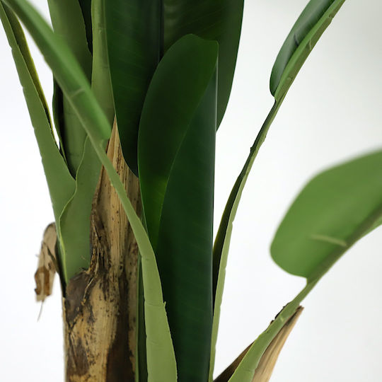 Outdoor Musa Tree Newplan
