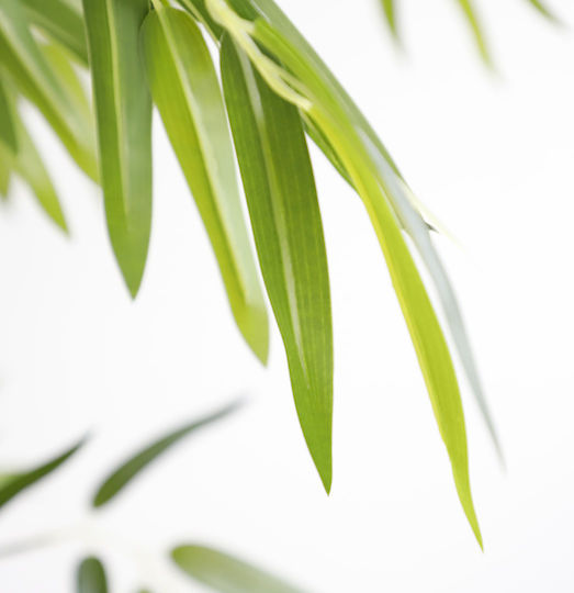 Newplan Outdoor Bamboo