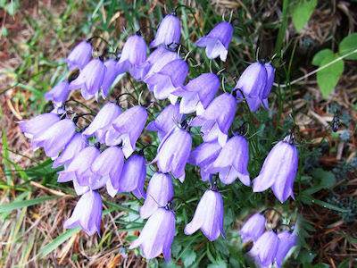 Bellflower Seeds Mixed Colours 0,50gr