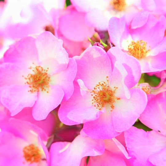 Weleda Wild Rose Околоочен Крем за Хидратация Против Стареене Торбички и Тъмни Кръгове 10ml