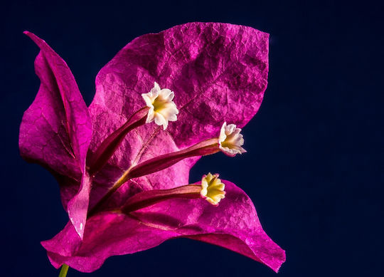 Seamuse Handmade Bougainvillea Soap 70g
