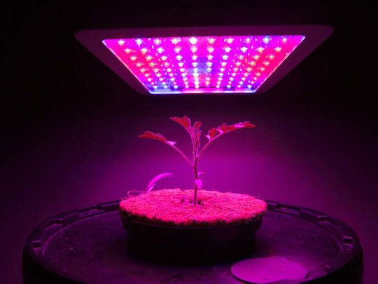 Mast Pendant Grow Light with 225 LED and Power 45W L31xW31xH9.8cm.