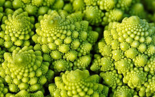 Semințe Broccoli Romanesco 1.5gr