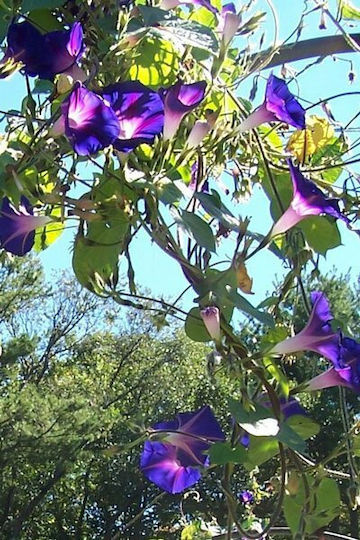 Gemma Семена Ipomoea 2гр