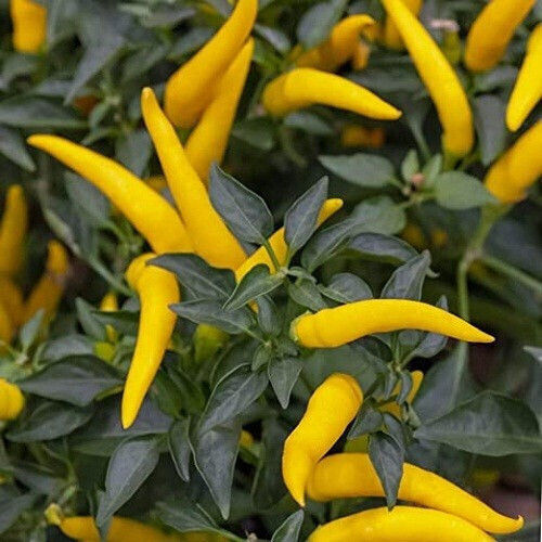 Geniki Fytotechniki Athinon Seeds Peppers 10pcs