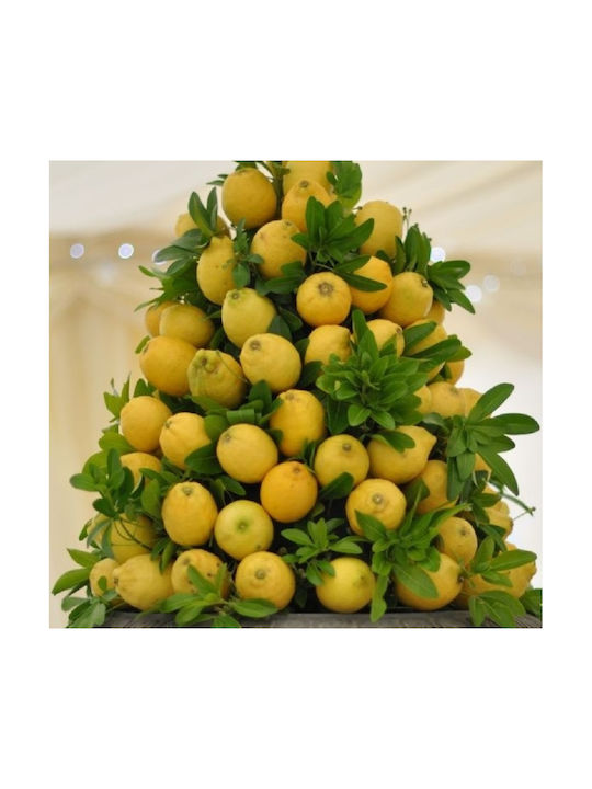 Hanging Artificial Plant Lemon Tree 80cm 1pcs