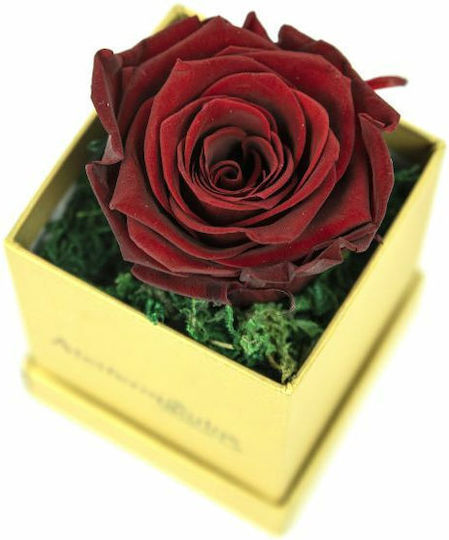 Ewige Rose Gold in Box Aleiferopoulos Flowers