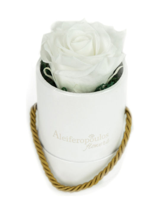 Aleiferopoulos Flowers Eternal Rose White in Box