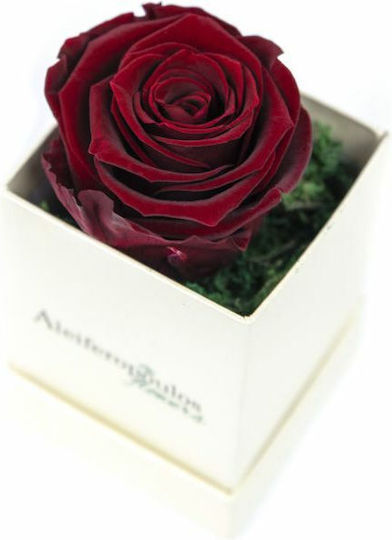 Eternal Rose Burgundy in Box Aleiferopoulos Flowers