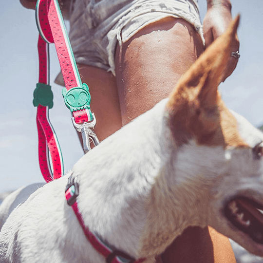 Zee-Dog Dog Leash/Lead Strap 1.2m x 2.5cm