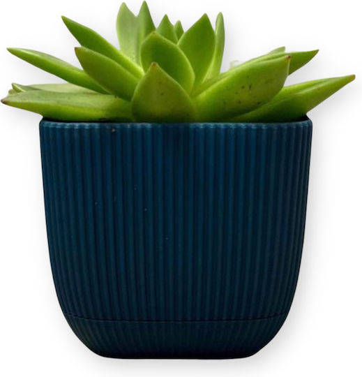 Viosarp Coral Plastic Flower Pot Beige 15x15x13cm