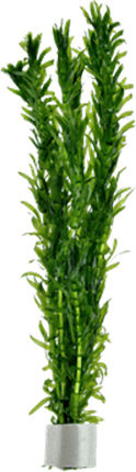 Tropica Egeria Densa Bunched