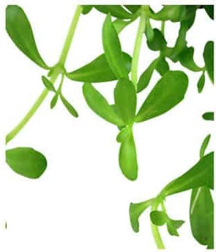 Tropica Bacopa Compact Bacopa Live Aquarium Plant