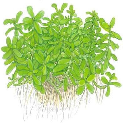 Tropica Bacopa Compact Bacopa Live Aquarium Plant