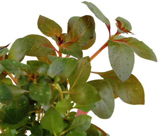 Tropica Ludwigia Repens Rubin Ludwigia Palustris Live Aquarium Plant