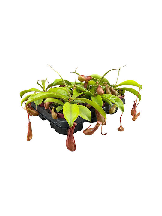 Nepenthes Κανάτα Σαρκοφάγο Φυτό