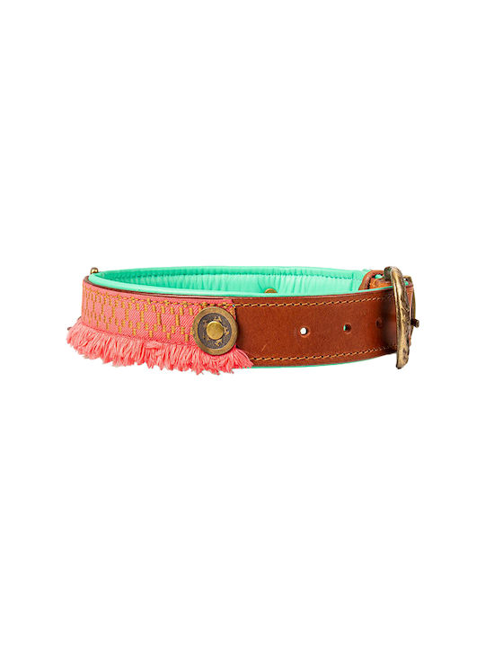 DWAM Dog Collar in Orange color