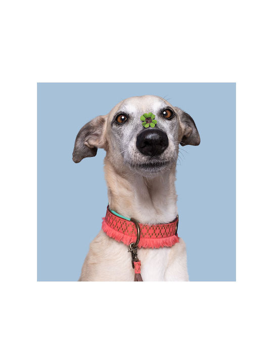 DWAM Dog Collar in Orange color