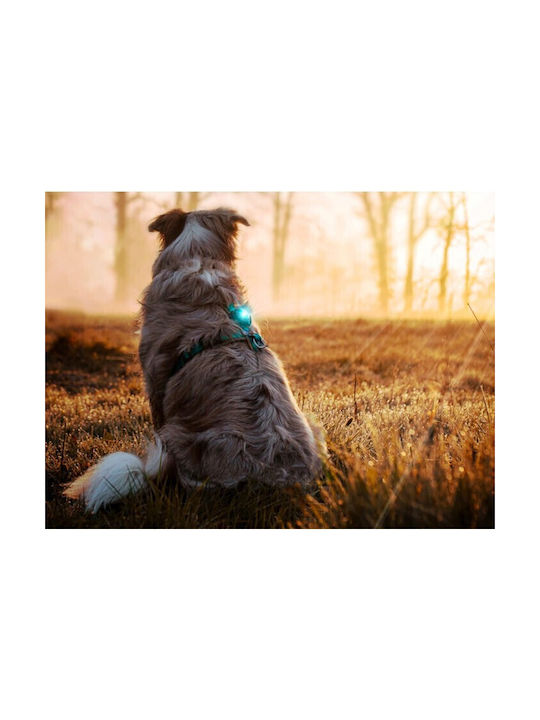 orbiloc Dog Collar Illuminated Pink