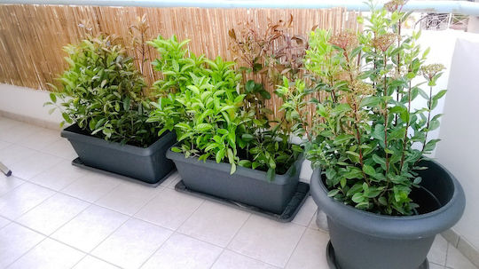 Ecoshadow Gard de Bambus Bambus cu Jumătate de Lemn 1x3m