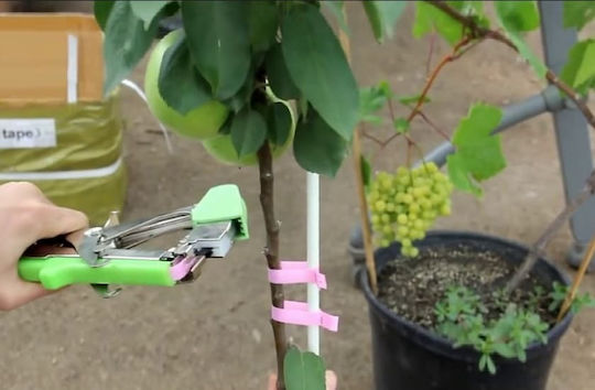 Bandă pentru legat plante 11mmx30m