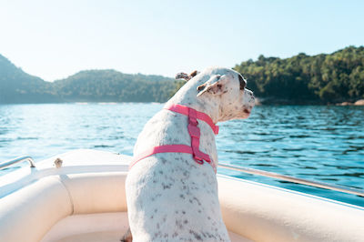 Zee Dog Λουρί/Οδηγός Σκύλου Ιμάντας Neopro σε Ροζ Χρώμα 1.5cm x 1.2m